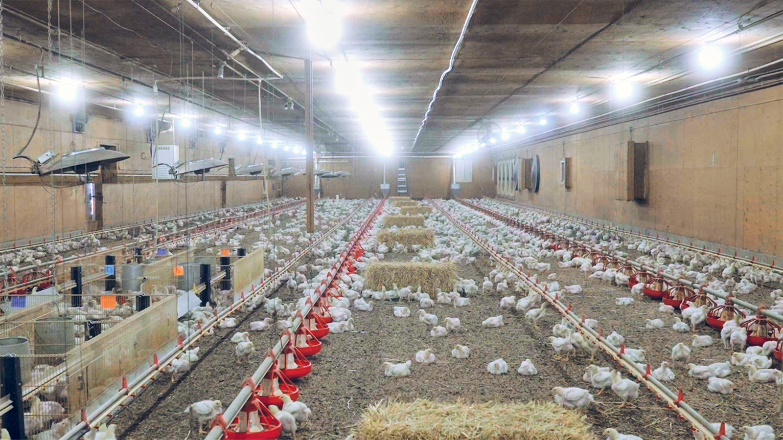 PoultryPlus commercial broiler trial at S.J. Ritchie Research Farms, involving more than 6,000 birds under real farm conditions.